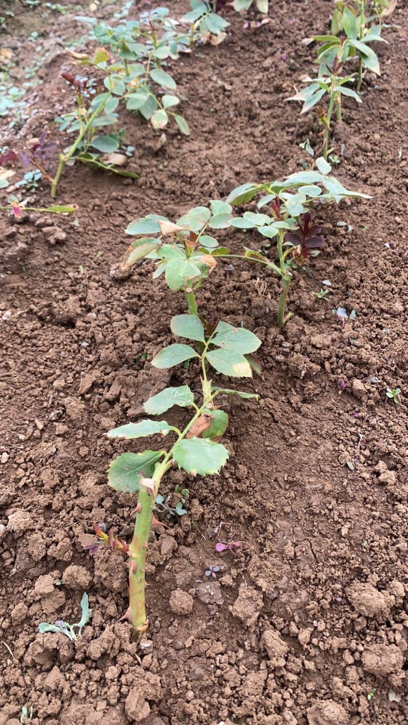 云南昆明直批玫瑰鲜切花种苗