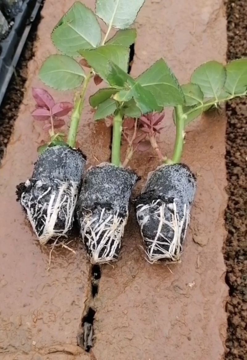 云南昆明直批玫瑰鲜切花种苗
