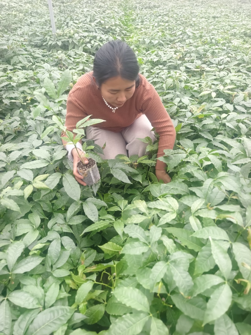 广西桂兰农业三丫苦三叉苦种苗公司苗量大有货批发对公开票