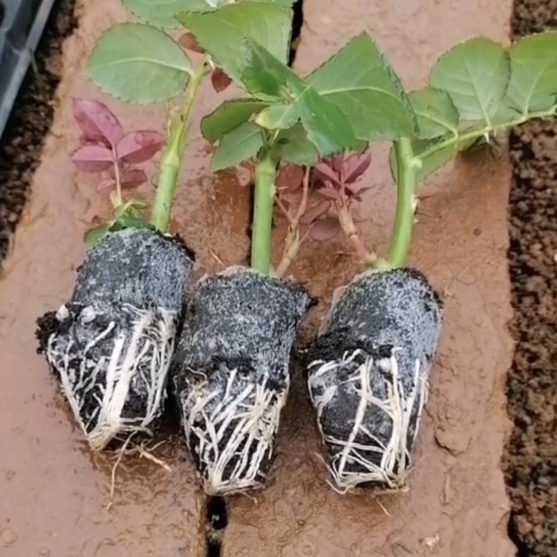 云南昆明直批玫瑰鲜切花种苗