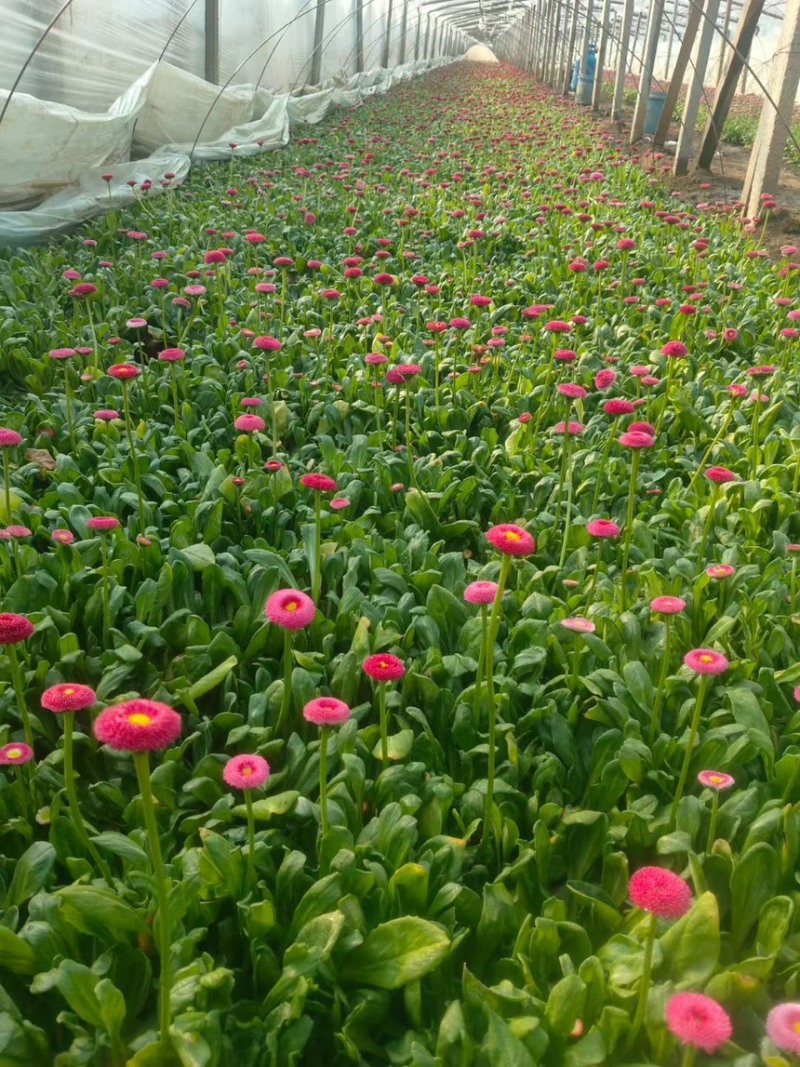 优质矮胖型雏菊需要请联系***********