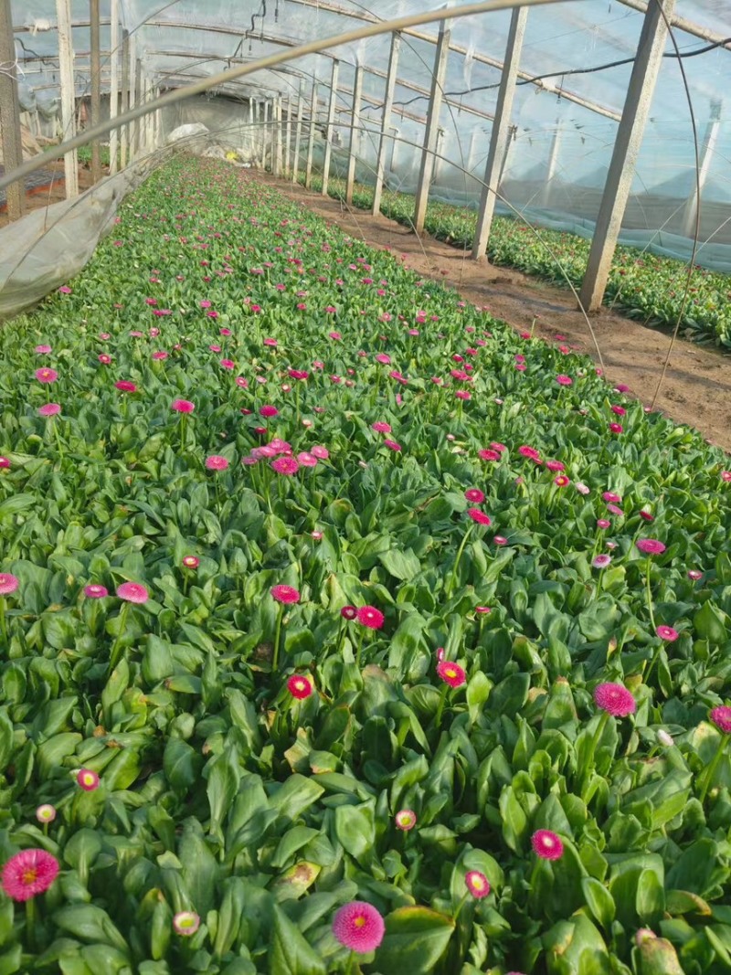 优质矮胖型雏菊需要请联系***********