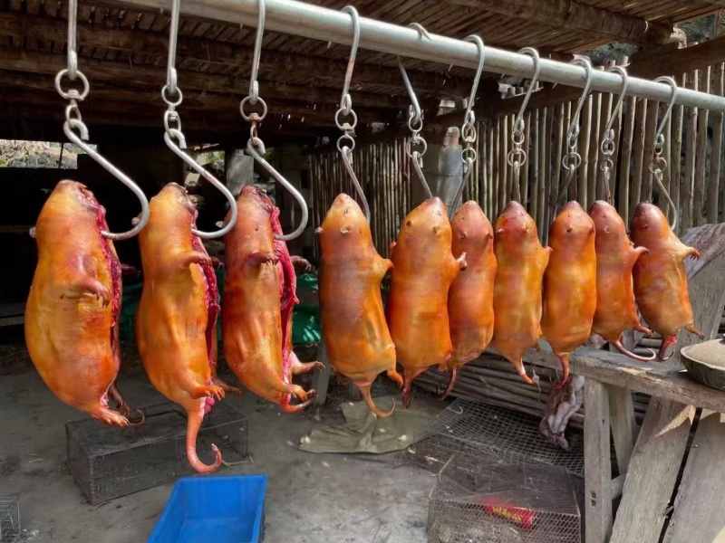 鼠肉，肉质鲜美