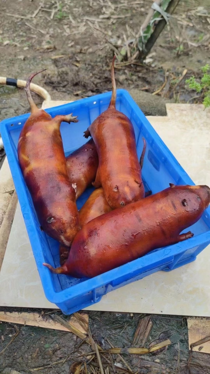 鼠肉，肉质鲜美