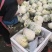 甘肃花菜，大量供应，基地直发，供应电商，市场，超市。