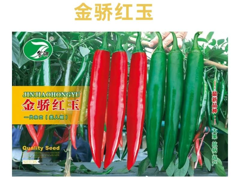 辣椒苗美人椒苗前期深绿色后期大红色免费技术指导