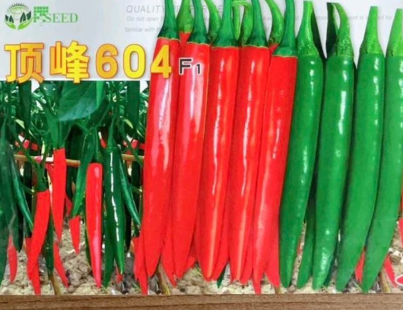 辣椒苗美人椒苗前期深绿色后期大红色免费技术指导