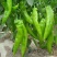 川椒301辣椒种子春秋播大果牛角椒种籽耐热泡椒蔬菜种籽