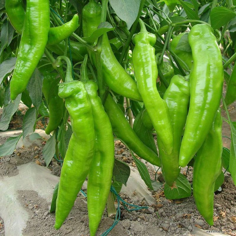 川椒301辣椒种子春秋播大果牛角椒种籽耐热泡椒蔬菜种籽