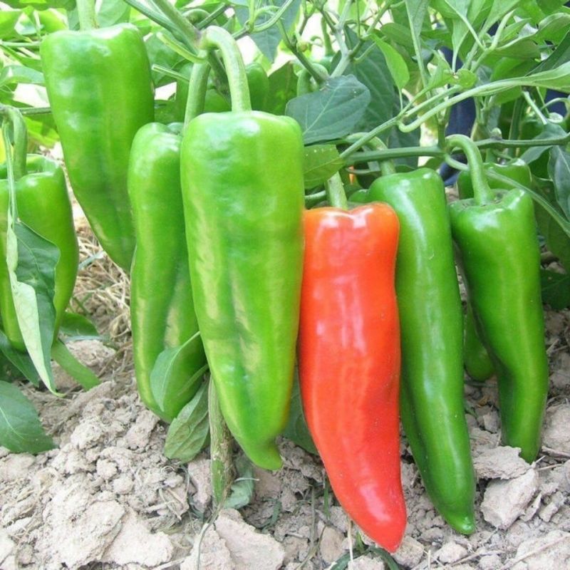 川椒301辣椒种子春秋播大果牛角椒种籽耐热泡椒蔬菜种籽