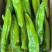 川椒301辣椒种子春秋播大果牛角椒种籽耐热泡椒蔬菜种籽