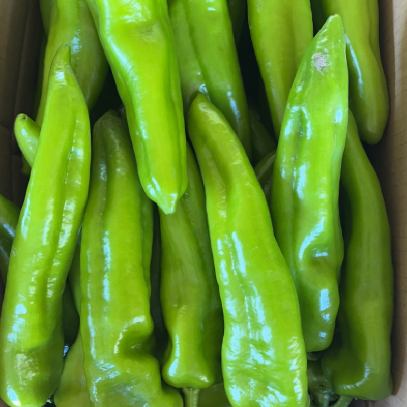 川椒301辣椒种子春秋播大果牛角椒种籽耐热泡椒蔬菜种籽