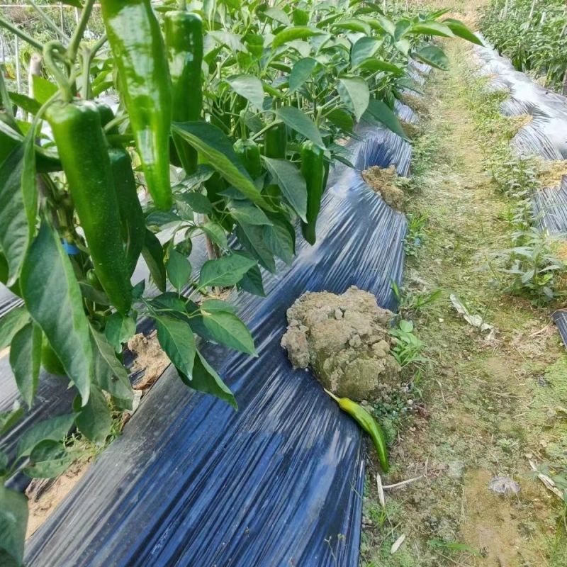 川椒301辣椒种子春秋播大果牛角椒种籽耐热泡椒蔬菜种籽