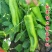 川椒301辣椒种子春秋播大果牛角椒种籽耐热泡椒蔬菜种籽