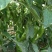 川椒301辣椒种子春秋播大果牛角椒种籽耐热泡椒蔬菜种籽