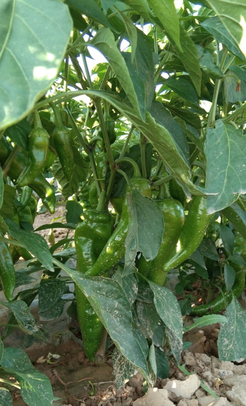 川椒301辣椒种子春秋播大果牛角椒种籽耐热泡椒蔬菜种籽