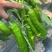 川椒301辣椒种子春秋播大果牛角椒种籽耐热泡椒蔬菜种籽