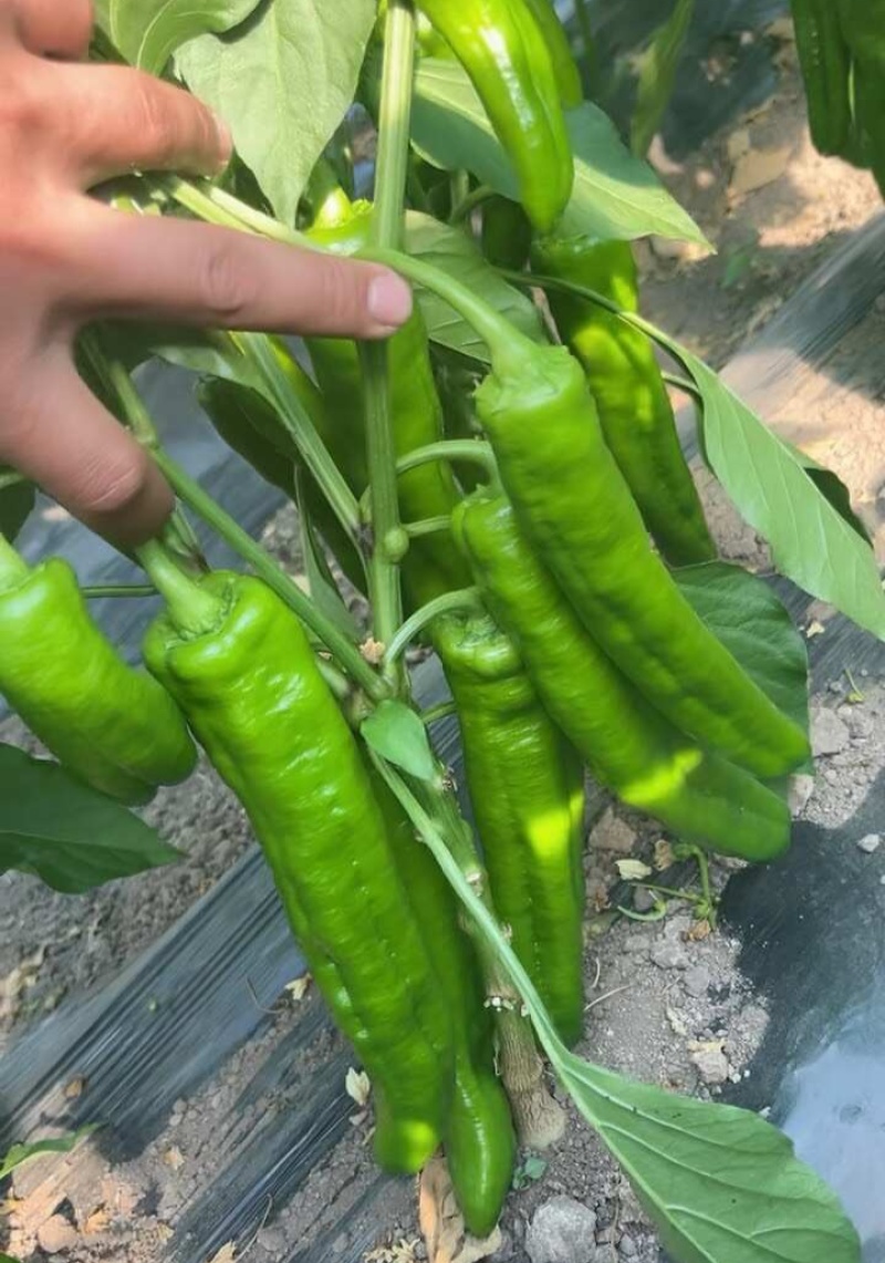 川椒301辣椒种子春秋播大果牛角椒种籽耐热泡椒蔬菜种籽