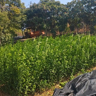 南丰蜜桔苗，苗圃直发，保质保量，可视频看货，诚信经营
