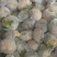 兰州散花松花菜，净菜半毛，产地直发，小米粒，现场视频，