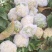 兰州散花松花菜，净菜半毛，产地直发，小米粒，现场视频，