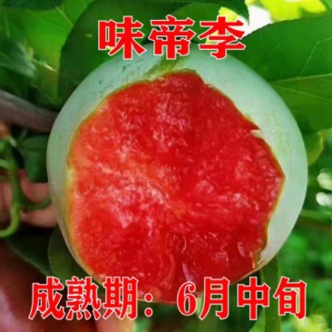 果园直发新品种李子苗味帝李三华李早熟保真品种成活率