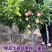 果园直发新品种李子苗味帝李三华李早熟保真品种成活率