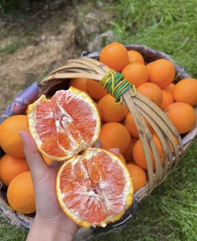 湖北秭归*中华红血橙！大量上市货源稳定供应保障可实地看货