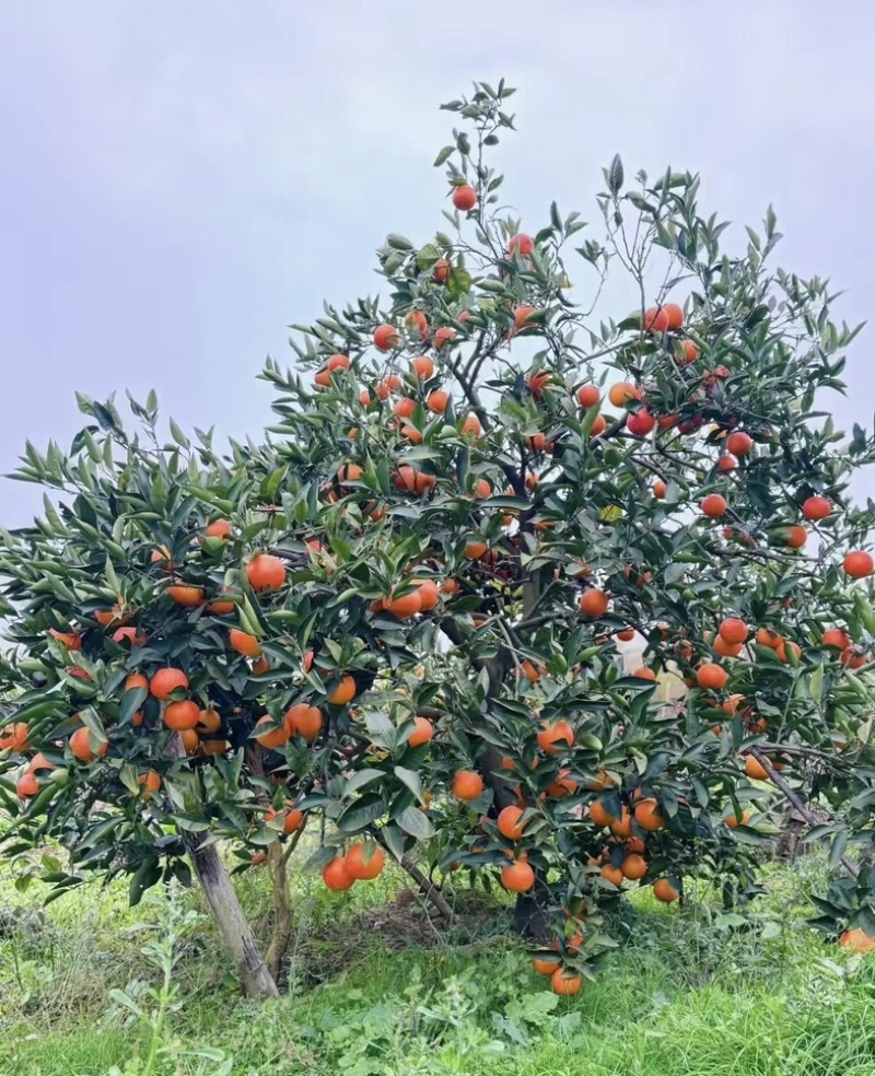 湖北秭归*中华红血橙！大量上市货源稳定供应保障可实地看货