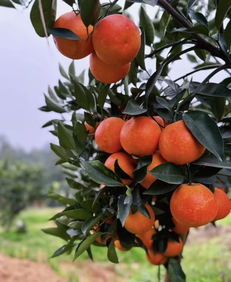 湖北秭归*中华红血橙！大量上市货源稳定供应保障可实地看货