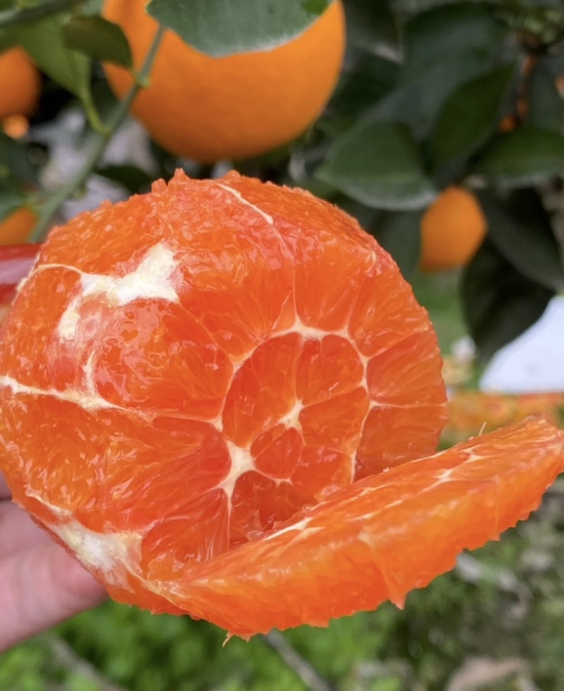 湖北秭归*中华红血橙！大量上市货源稳定供应保障可实地看货