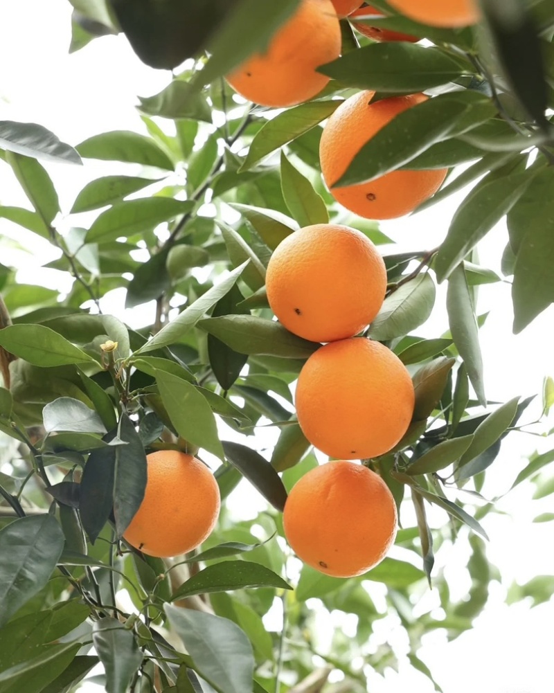 湖北秭归*中华红血橙！大量上市货源稳定供应保障可实地看货