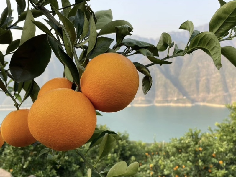 湖北秭归*中华红血橙！大量上市货源稳定供应保障可实地看货