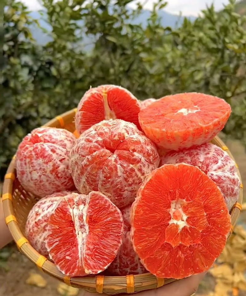 湖北秭归*中华红血橙！大量上市货源稳定供应保障可实地看货