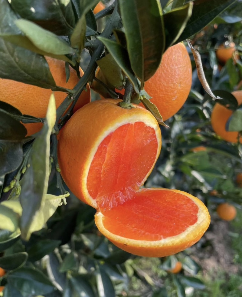 湖北秭归*中华红血橙！大量上市货源稳定供应保障可实地看货