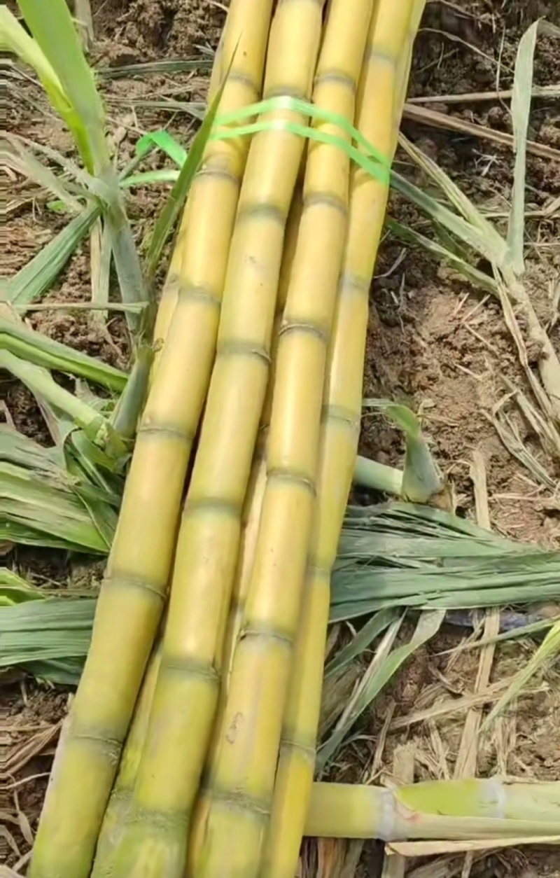 精品云南黄皮甘蔗大量有货品质保证可视频看货