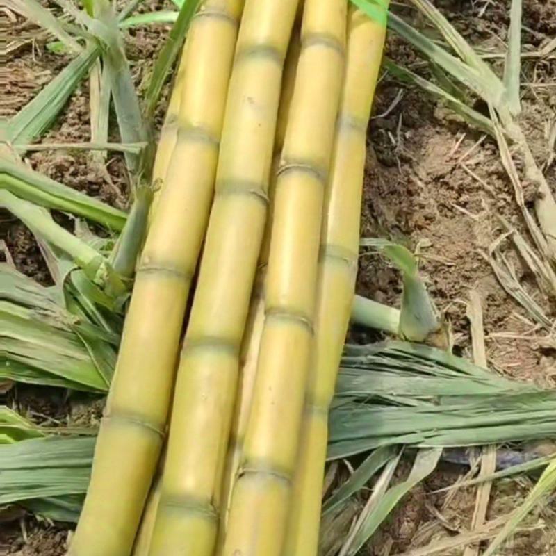 云南黄皮甘蔗大量有货产地直发品质保证可视频看货