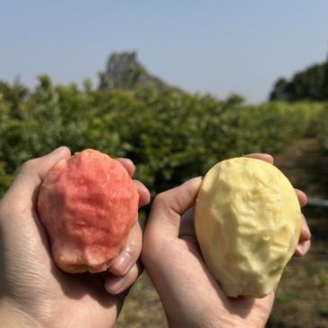 各电商平台一件代发红心芭乐、白心芭乐、番石榴、奶香芭乐