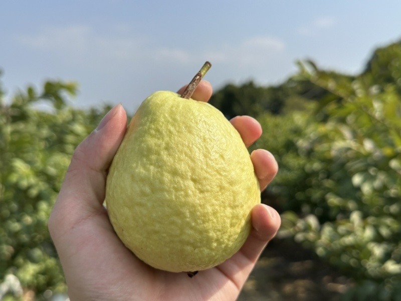 各电商平台一件代发红心芭乐、白心芭乐、番石榴、奶香芭乐
