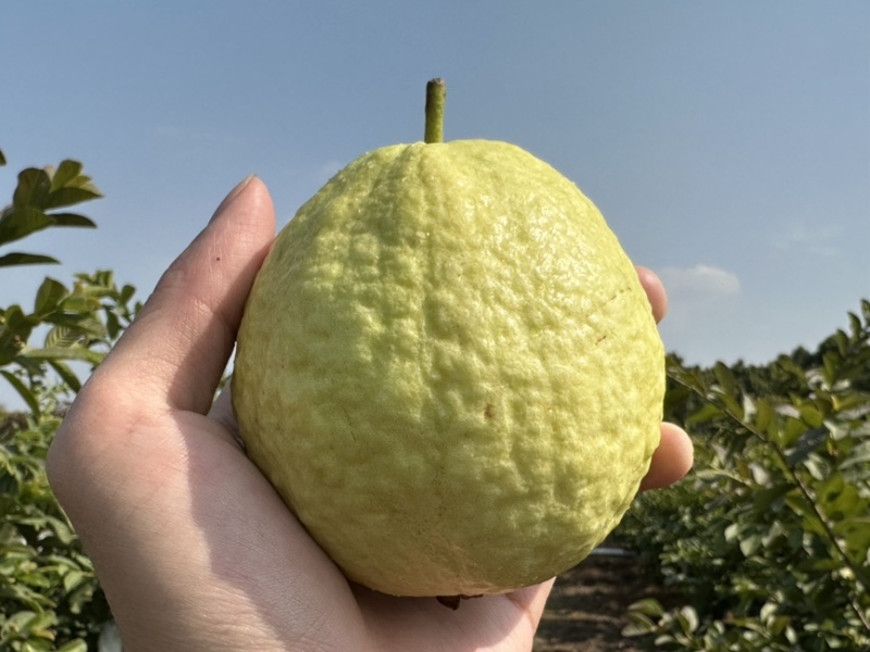 各电商平台一件代发红心芭乐、白心芭乐、番石榴、奶香芭乐