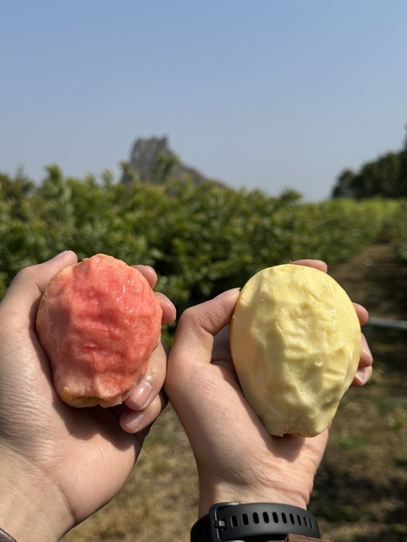 各电商平台一件代发红心芭乐、白心芭乐、番石榴、奶香芭乐