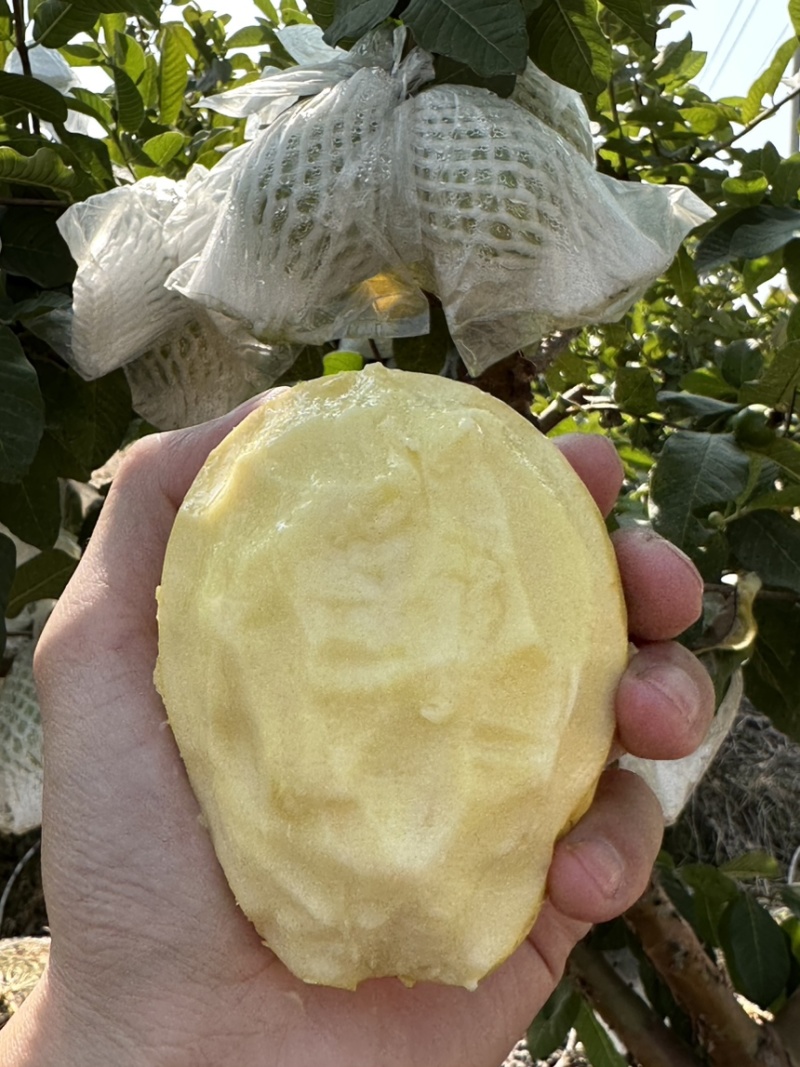 各电商平台一件代发红心芭乐、白心芭乐、番石榴、奶香芭乐