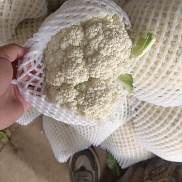超市直供有机菜花湖北产地直发，货源充足，量大从优，欢迎咨