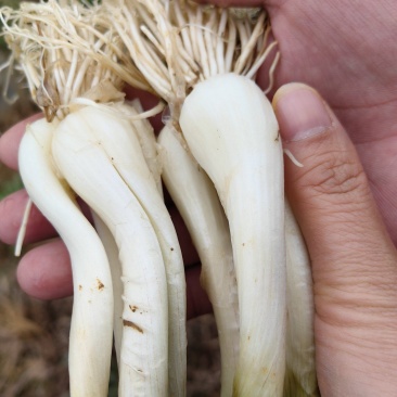 基地直供，品质好，货源充足，价格实惠
