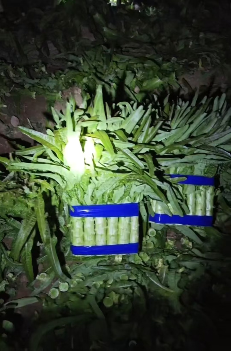 陕西省渭南市华州区红叶莴笋欢迎各位新老客户来电