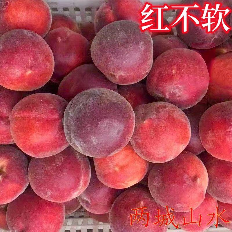 桃树领养计划启动了山东蒙阴蜜桃基地农场