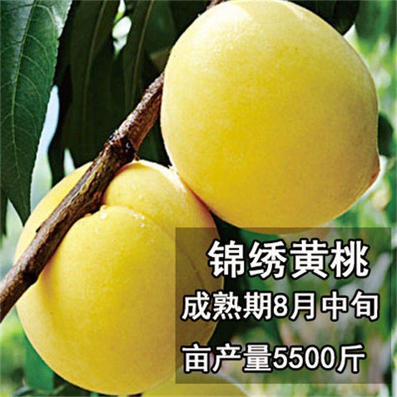 桃树领养计划启动了山东蒙阴蜜桃基地农场
