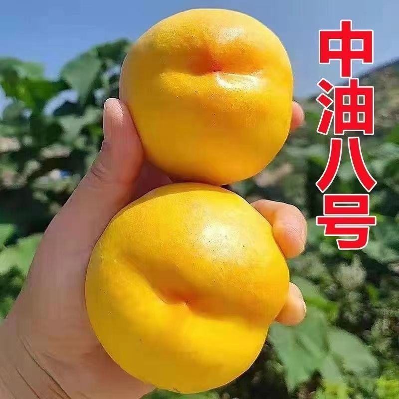 桃树领养计划启动了山东蒙阴蜜桃基地农场