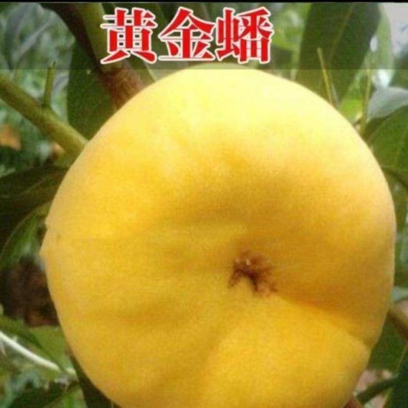 桃树领养计划启动了山东蒙阴蜜桃基地农场