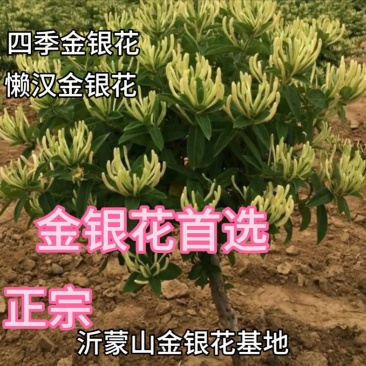四季金银花苗懒汉花（10天花期不开花）品种保真包技术